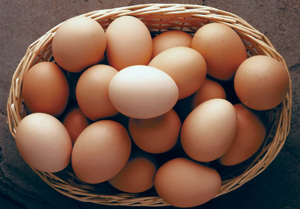 Bird Embryo Meal