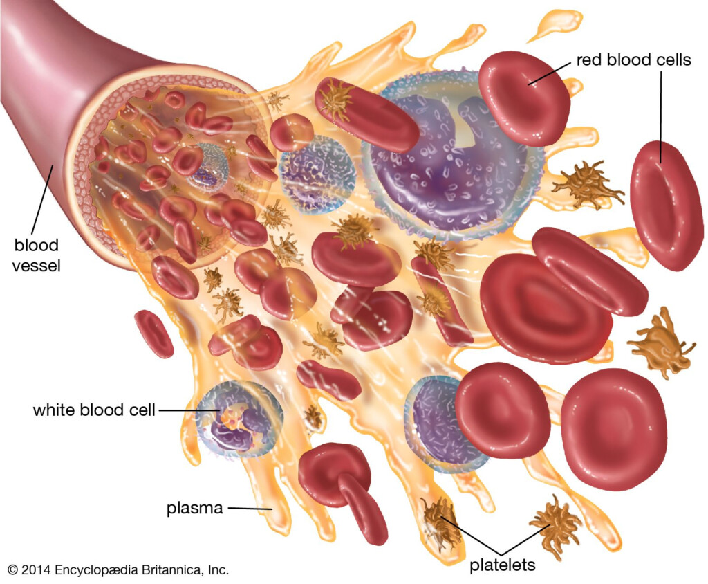 Blood Oxygen Transport Hemoglobin Erythrocytes Britannica