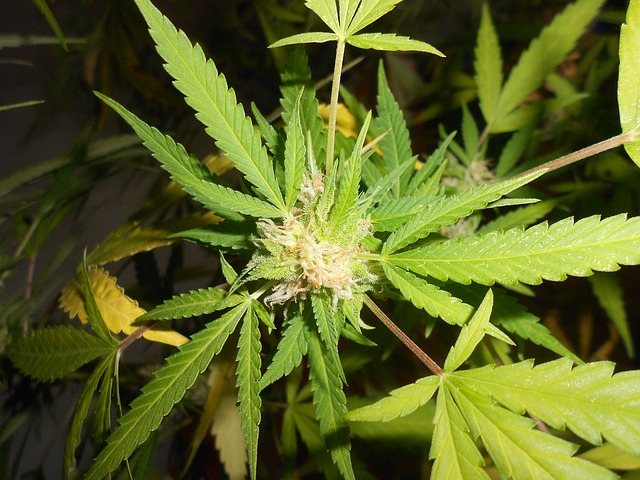 CannabisCultura