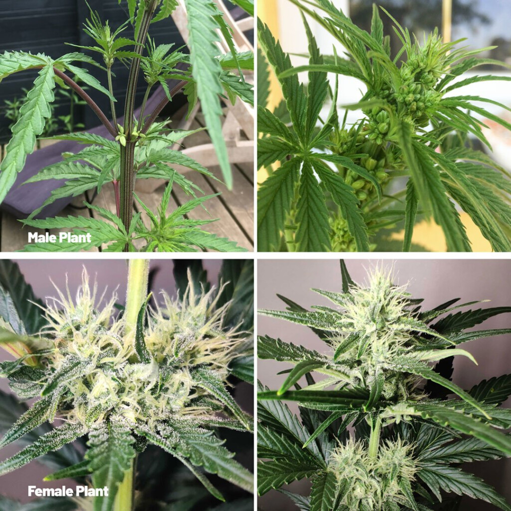 Difference Between Male And Female Weed Plants