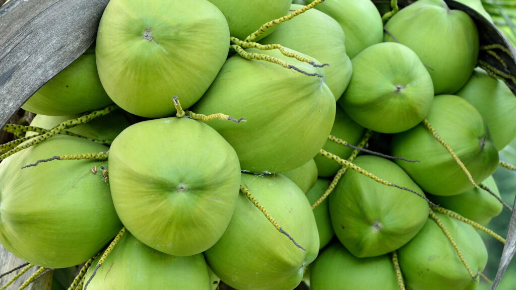 Embalaje Responsabilidad Y Seguridad Alimentaria Genuine Cocon