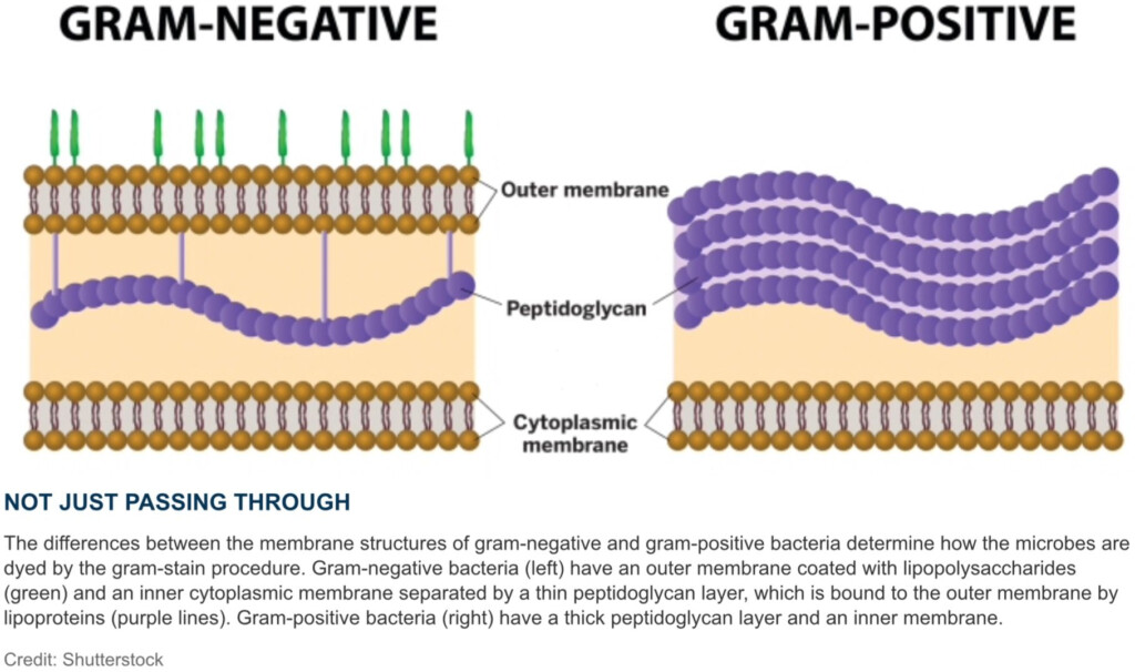 Gram Gram Membrane Structure And Stain