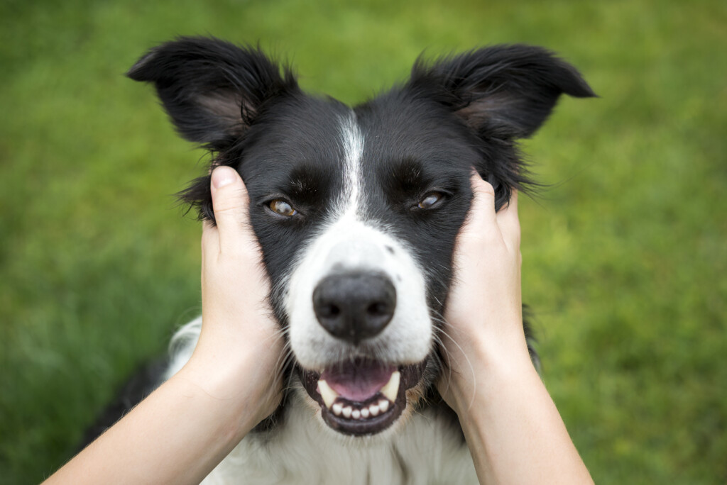 Health Benefits Of Owning A Dog Introduction Are You Considering 