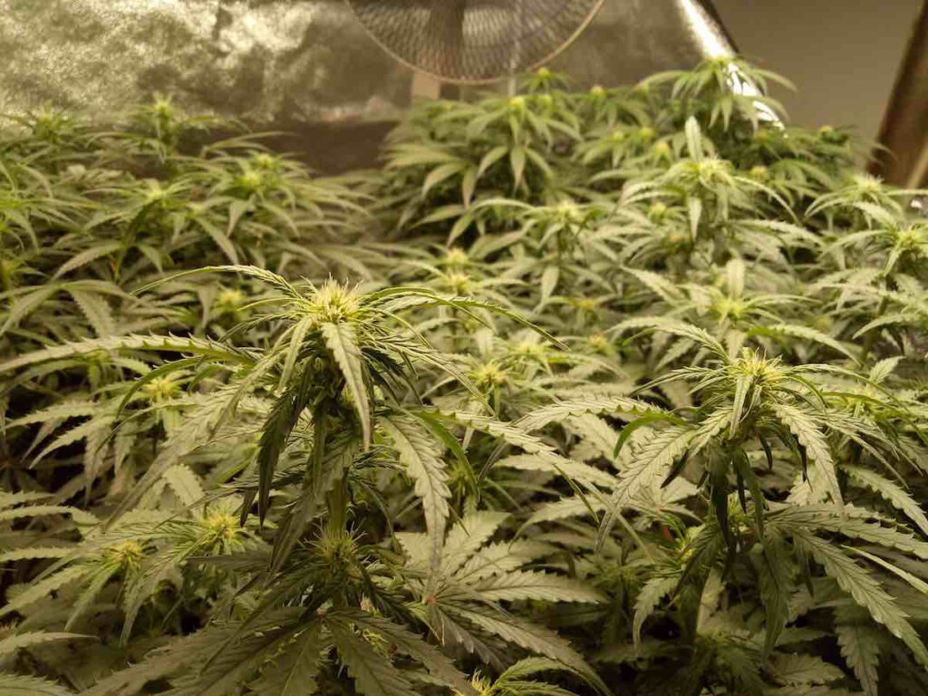 How To Fix Cannabis Leaves Curling Up Or Down Dutch Passion