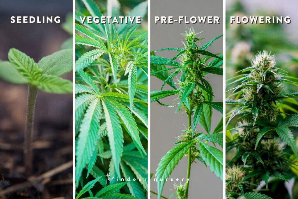 How To Harvest Cannabis and Use The Entire Plant 
