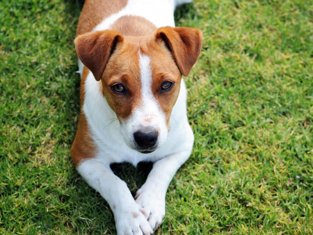 Jack Russell Terriers Dog Breed Guide Spot 