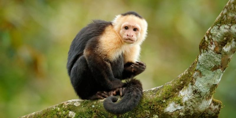 Mono animal Informaci n H bitat Alimentaci n Y Caracter sticas
