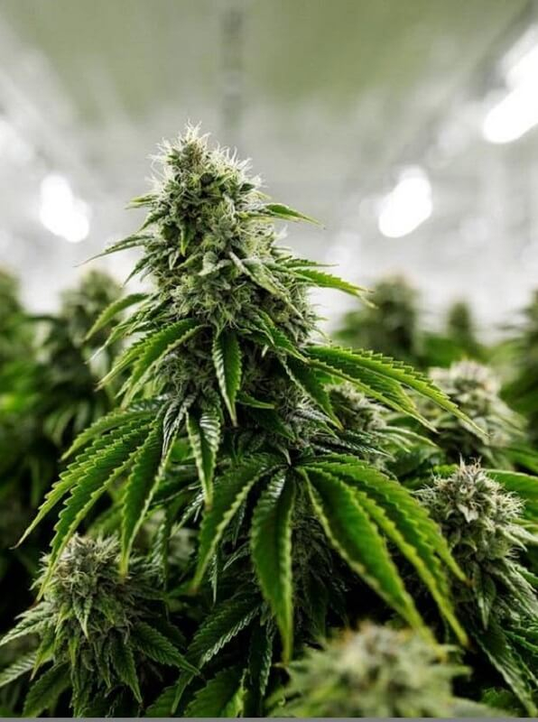 The Stages Of Cannabis Growth CleanLeaf Blog