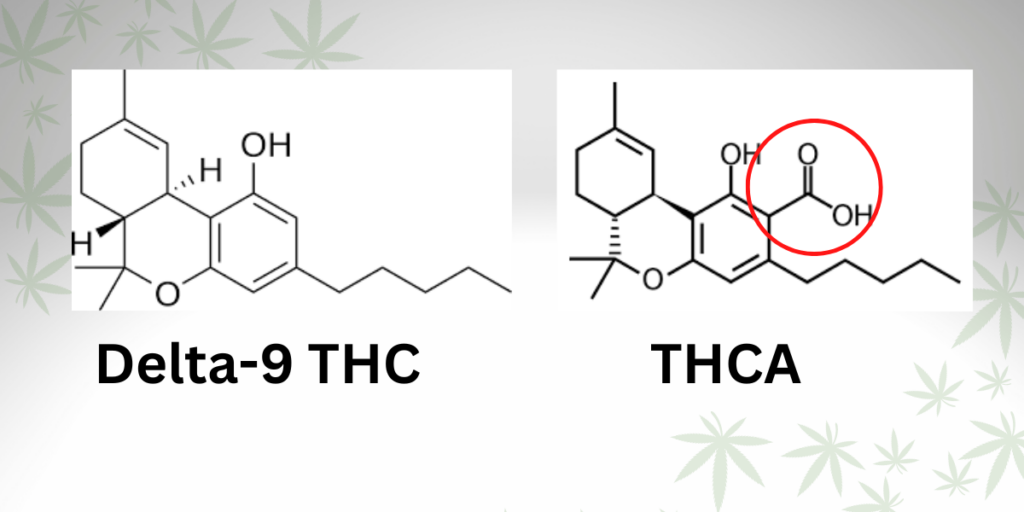 What Is THCA Difference Between THCA And THC Explained Trusted Canna 