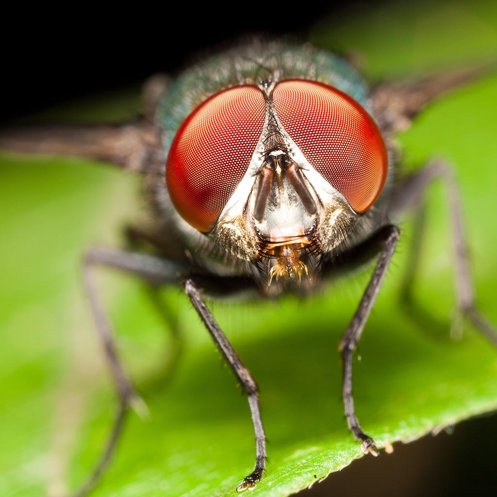 Why Do Flies Have Compound Eyes Pitara Kids 39 Network